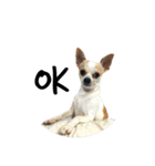 Chihuahua v.1（個別スタンプ：14）