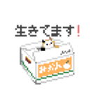 猫のドット絵（個別スタンプ：3）