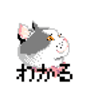 猫のドット絵（個別スタンプ：14）