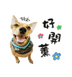 ミックス犬～カミちゃんの ハッピーDay（個別スタンプ：1）