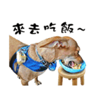 ミックス犬～カミちゃんの ハッピーDay（個別スタンプ：4）