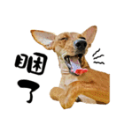 ミックス犬～カミちゃんの ハッピーDay（個別スタンプ：14）