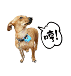 ミックス犬～カミちゃんの ハッピーDay（個別スタンプ：19）