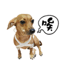 ミックス犬～カミちゃんの ハッピーDay（個別スタンプ：31）