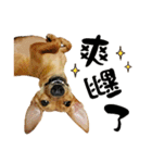 ミックス犬～カミちゃんの ハッピーDay（個別スタンプ：32）