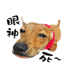 ミックス犬～カミちゃんの ハッピーDay（個別スタンプ：40）