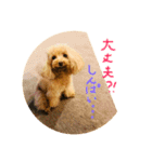 毎日poodle（個別スタンプ：1）