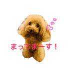 毎日poodle（個別スタンプ：2）