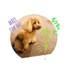 毎日poodle（個別スタンプ：4）