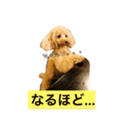 毎日poodle（個別スタンプ：5）