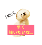 毎日poodle（個別スタンプ：11）