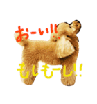 毎日poodle（個別スタンプ：12）