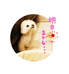 毎日poodle（個別スタンプ：14）