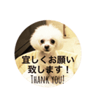 毎日poodle（個別スタンプ：15）