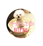 毎日poodle（個別スタンプ：16）