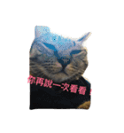 cat is speaking（個別スタンプ：1）