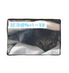 cat is speaking（個別スタンプ：4）