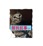 cat is speaking（個別スタンプ：5）