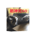 cat is speaking（個別スタンプ：7）