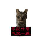 cat is speaking（個別スタンプ：8）