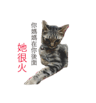 cat is speaking（個別スタンプ：10）