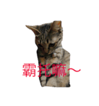 cat is speaking（個別スタンプ：12）