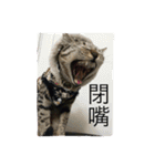 cat is speaking（個別スタンプ：13）