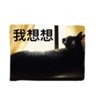 cat is speaking（個別スタンプ：17）