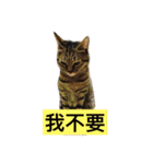 cat is speaking（個別スタンプ：18）