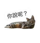 cat is speaking（個別スタンプ：19）