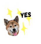 Shiba Inu-KUMABOY（個別スタンプ：23）