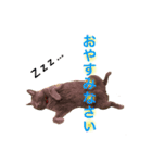 ロシアンブルーのにゃんこふ(実写)（個別スタンプ：3）