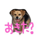 いぬのゆうたろう（個別スタンプ：12）