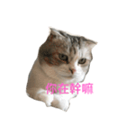Super Cute Bue Bue（個別スタンプ：8）