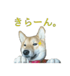 柴犬ちゃーくん（個別スタンプ：15）