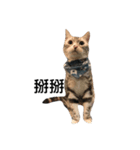 グミ猫（個別スタンプ：6）