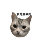 グミ猫（個別スタンプ：13）