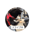 柴 ここ＆りき（個別スタンプ：9）