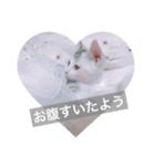 かわいい子猫のいくらちゃん（個別スタンプ：33）