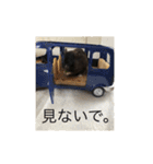 クロクマハムスターの日常(* ॑꒳ ॑* )⋆*（個別スタンプ：7）