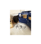 クロクマハムスターの日常(* ॑꒳ ॑* )⋆*（個別スタンプ：31）