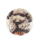 Toy poodle Chappy's daily life3（個別スタンプ：2）