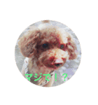 Toy poodle Chappy's daily life3（個別スタンプ：15）