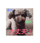 Toy poodle Chappy's daily life3（個別スタンプ：16）