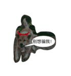 Thai Bangkaew doggy（個別スタンプ：2）