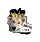 Thai Bangkaew doggy（個別スタンプ：4）