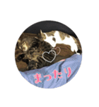 猫のカルビ（個別スタンプ：4）