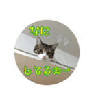 猫のカルビ（個別スタンプ：6）