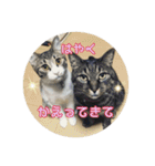 猫のカルビ（個別スタンプ：7）