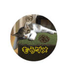 猫のカルビ（個別スタンプ：10）